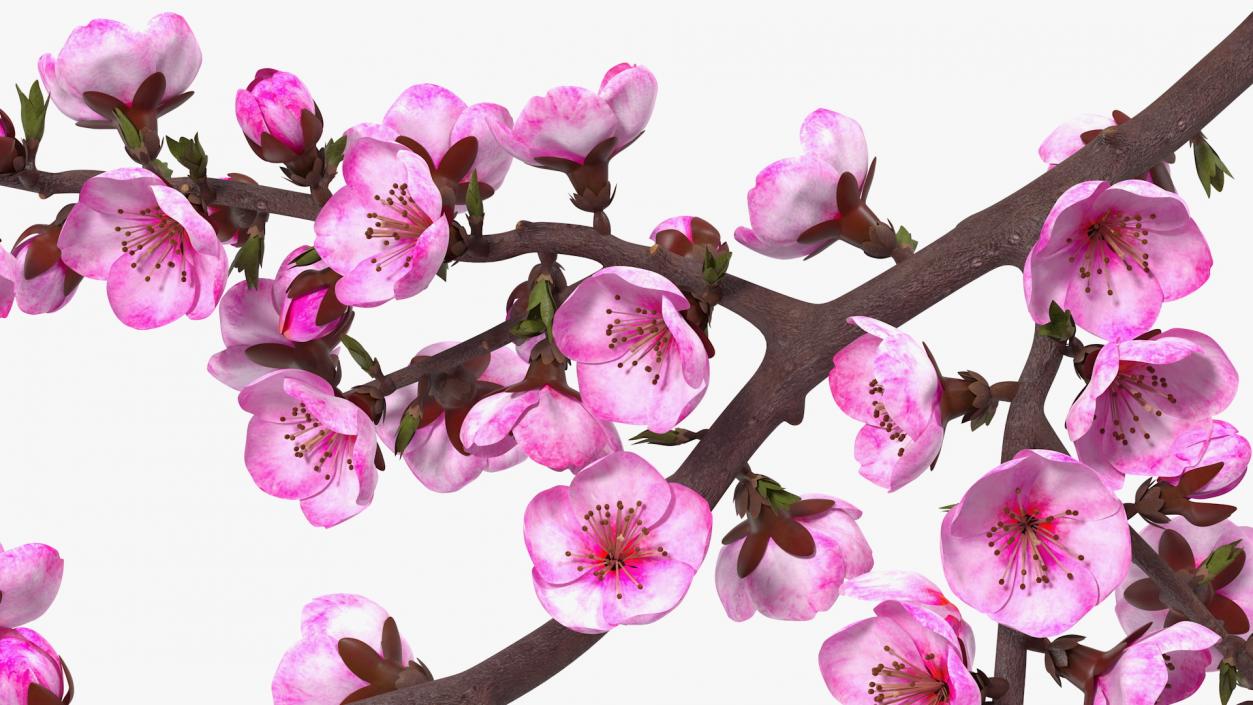 3D model Sakura Branch with Flower Buds