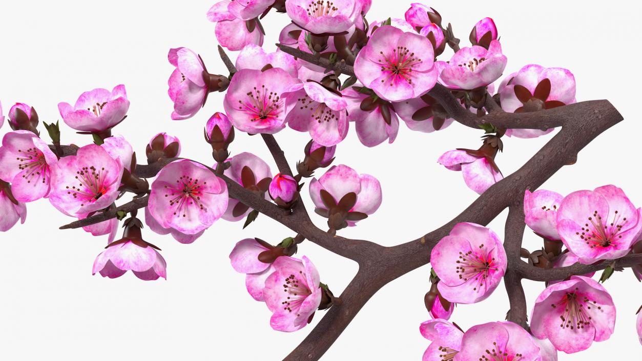 3D model Sakura Branch with Flower Buds