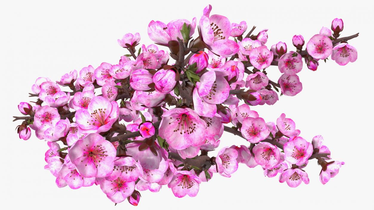 3D model Sakura Branch with Flower Buds