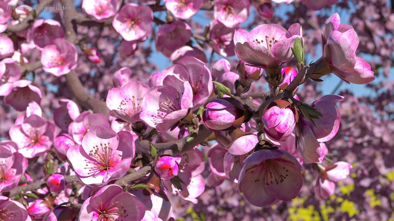 3D model Sakura Branch with Flower Buds