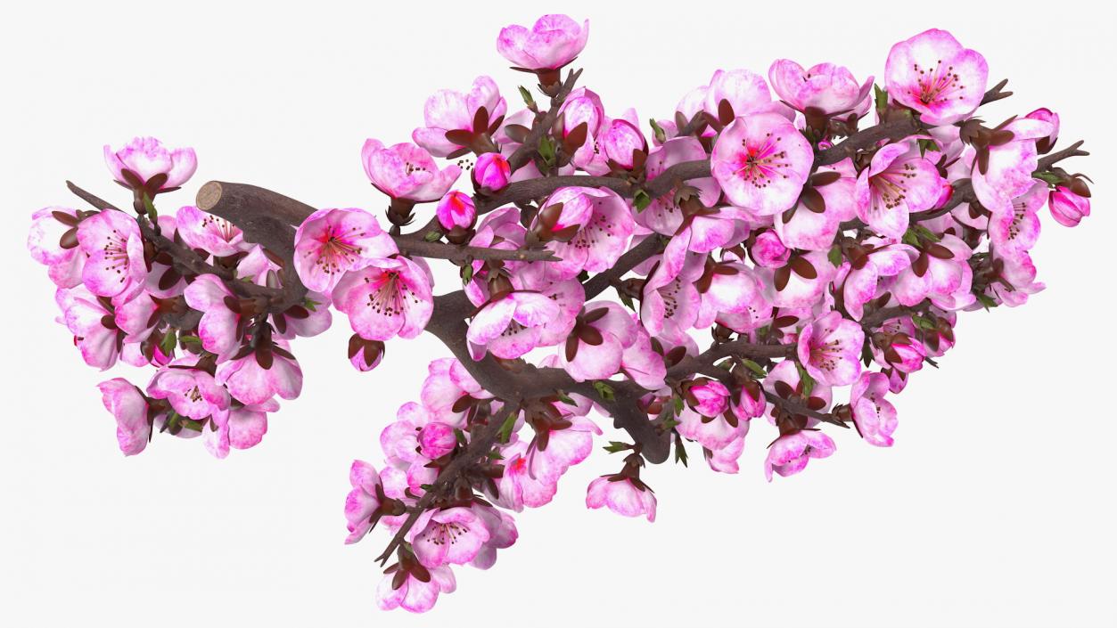 3D model Sakura Branch with Flower Buds