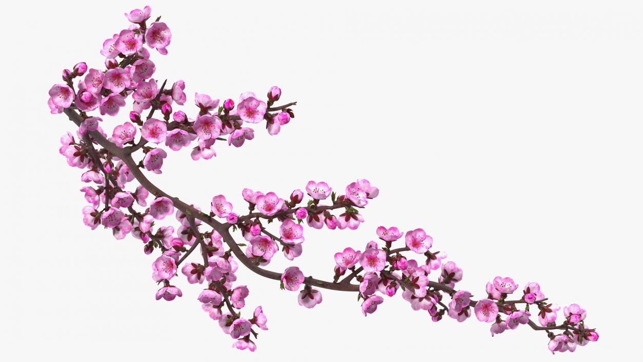 3D model Sakura Branch with Flower Buds