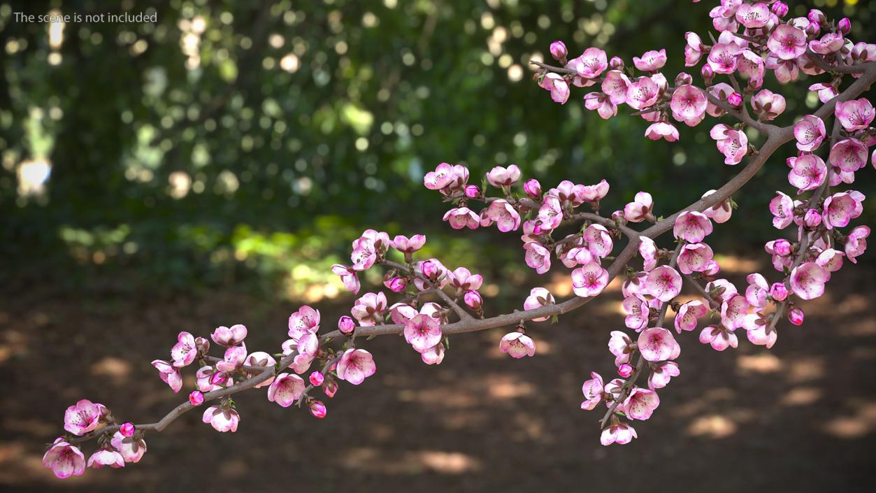 3D model Sakura Branch with Flower Buds