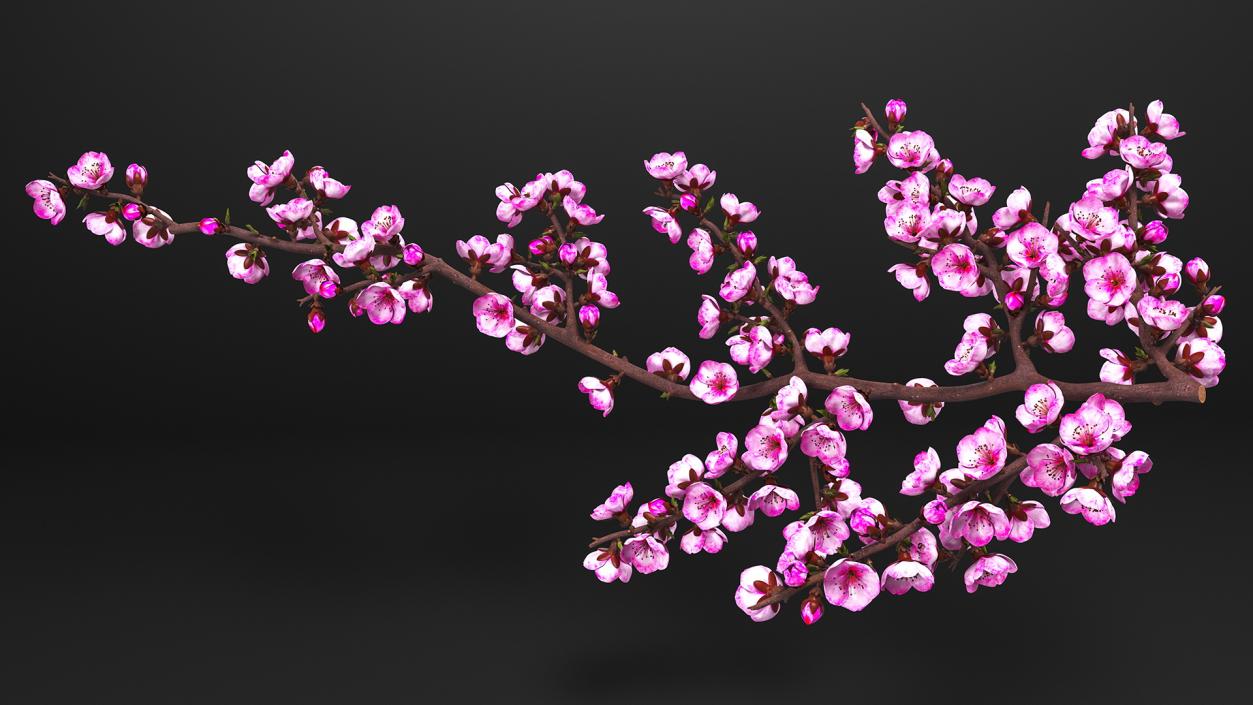 3D model Sakura Branch with Flower Buds