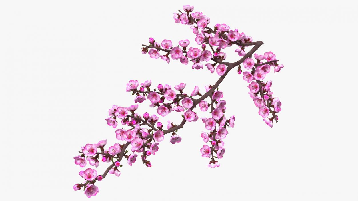 3D model Sakura Branch with Flower Buds