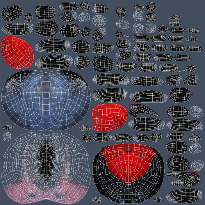 3D Missulena Occatoria Spider