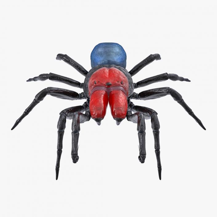 3D Missulena Occatoria Spider