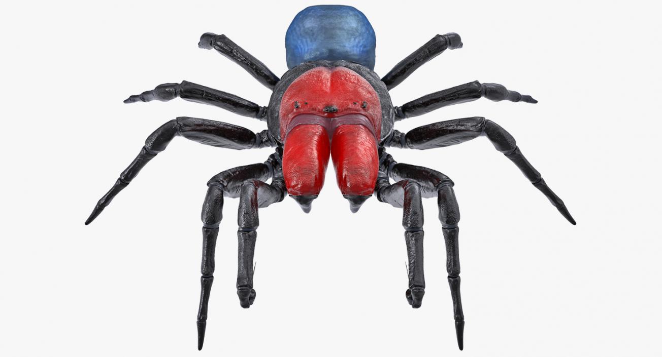 3D Missulena Occatoria Spider