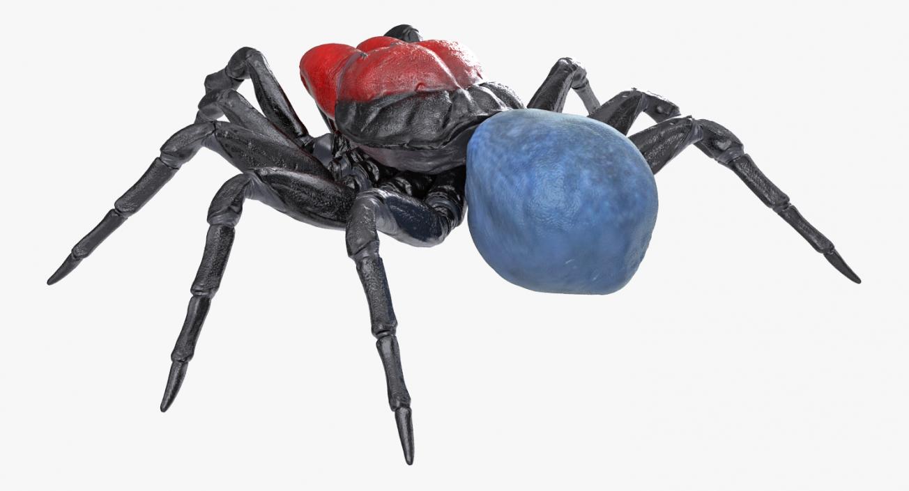 3D Missulena Occatoria Spider