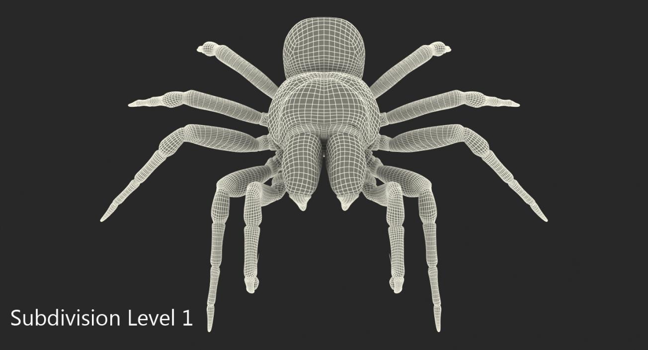 3D Missulena Occatoria Spider