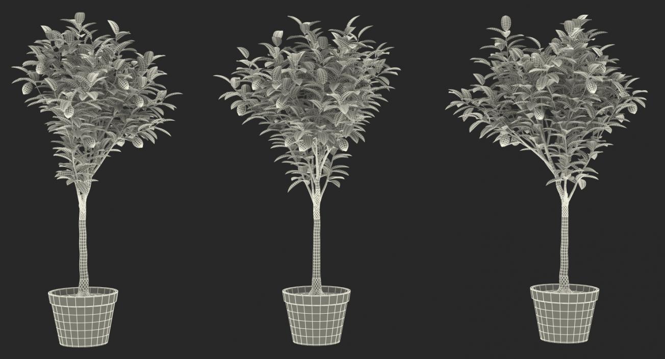 Potted Lemon Tree 3D