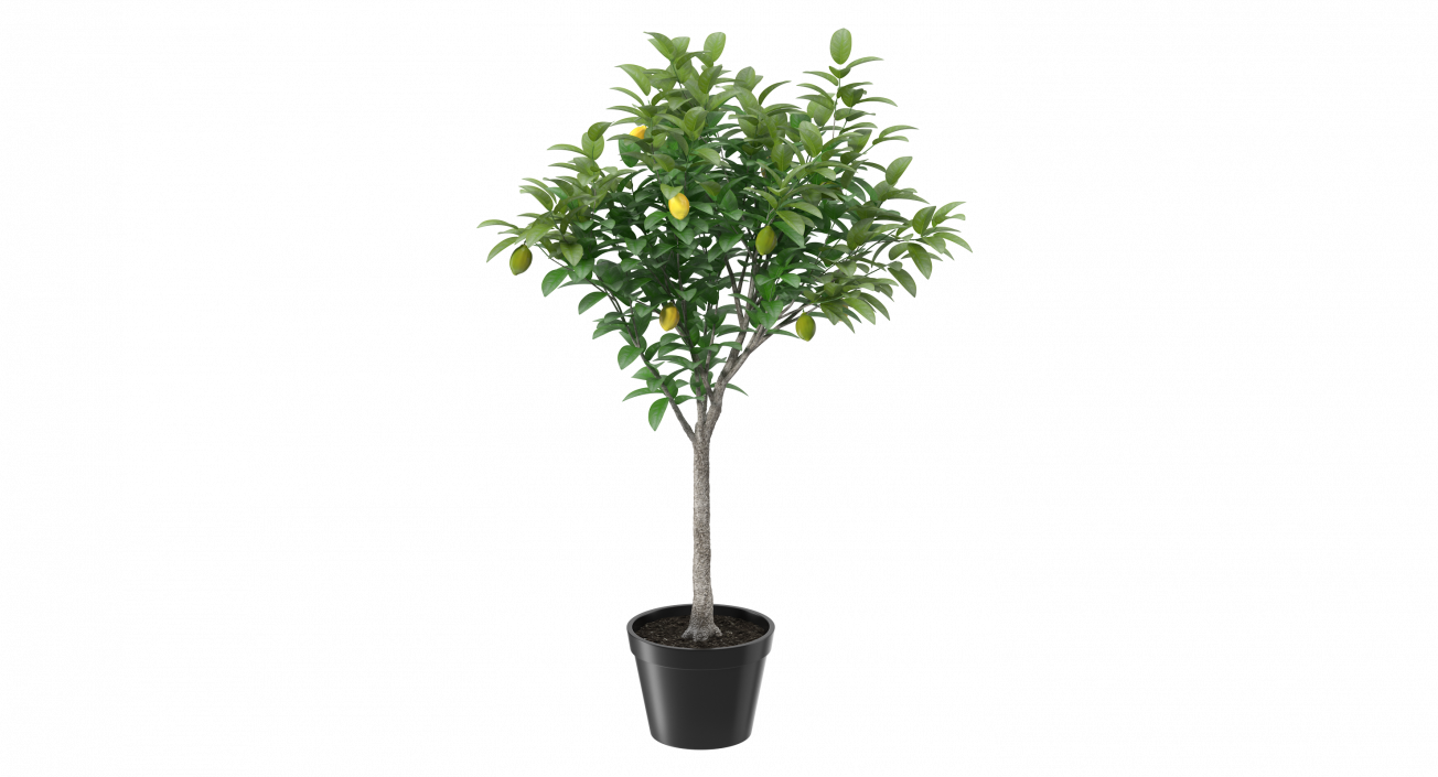 Potted Lemon Tree 3D