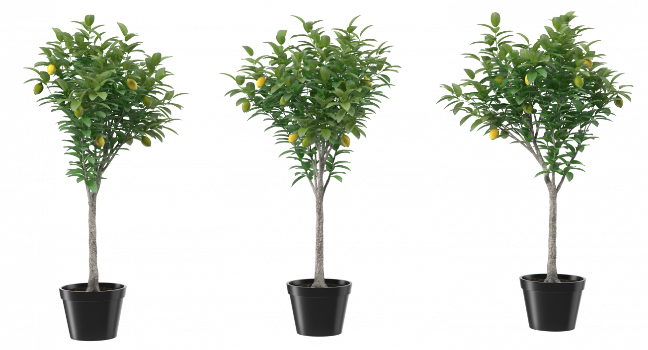 Potted Lemon Tree 3D