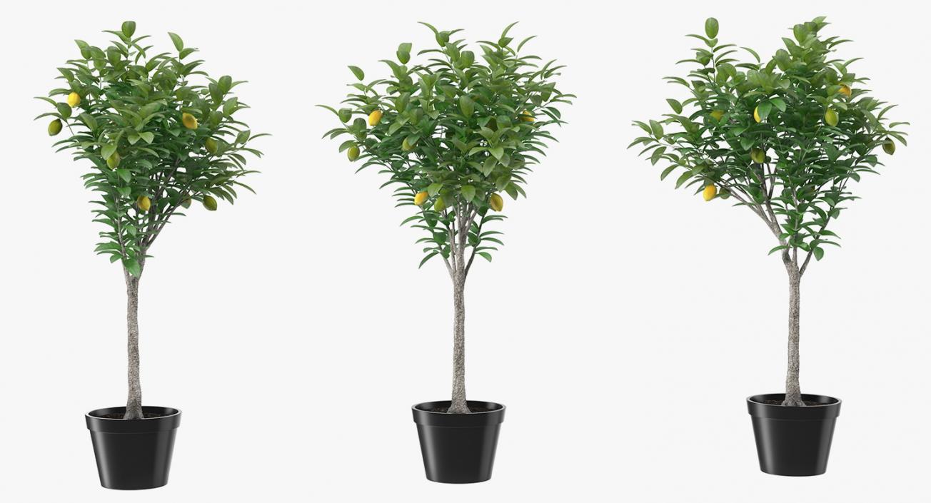 Potted Lemon Tree 3D