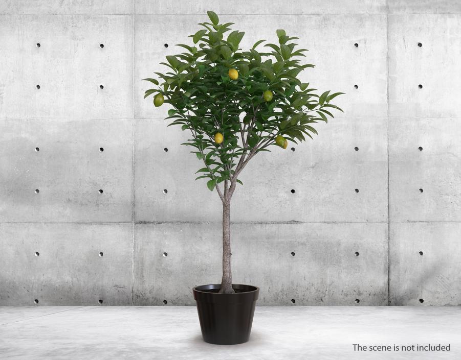 Potted Lemon Tree 3D