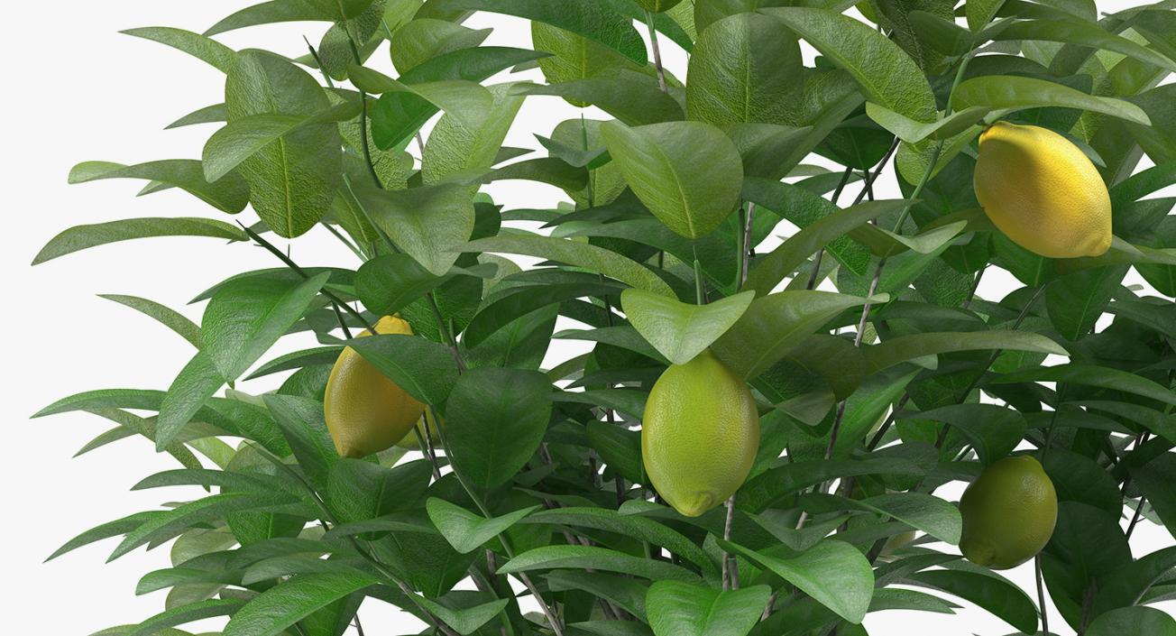 Potted Lemon Tree 3D