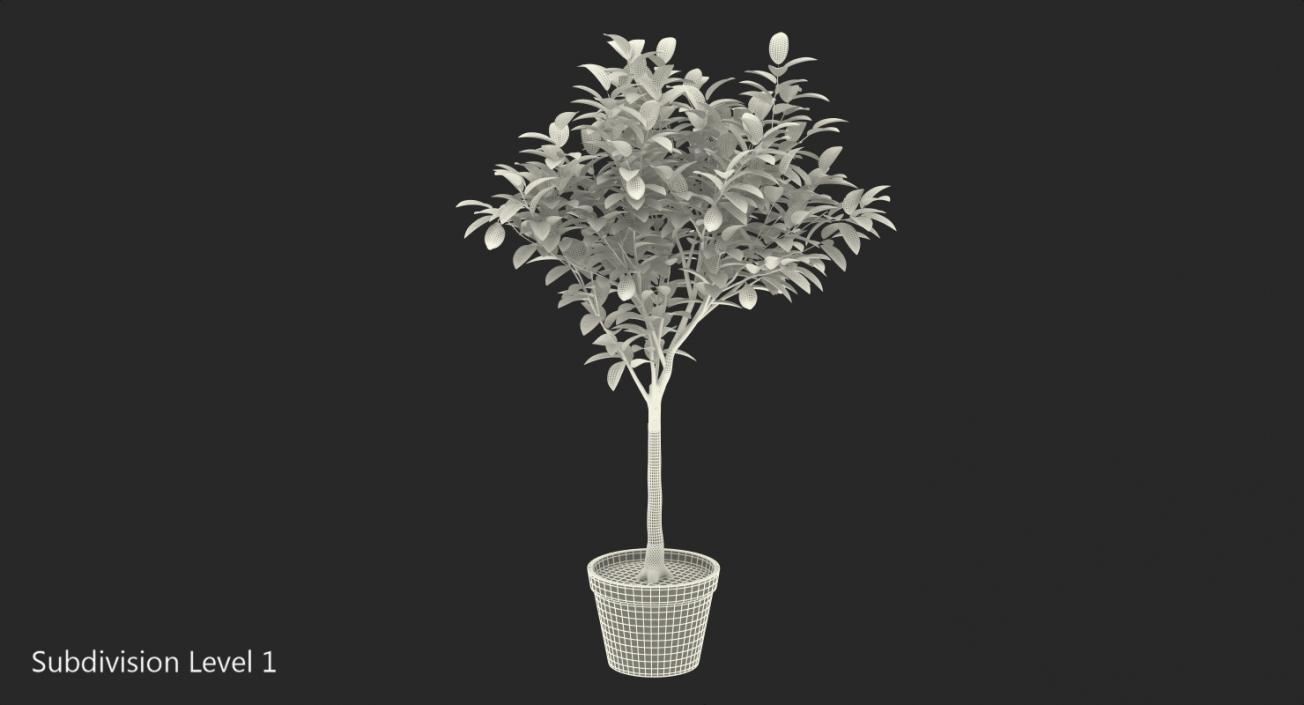 Potted Lemon Tree 3D