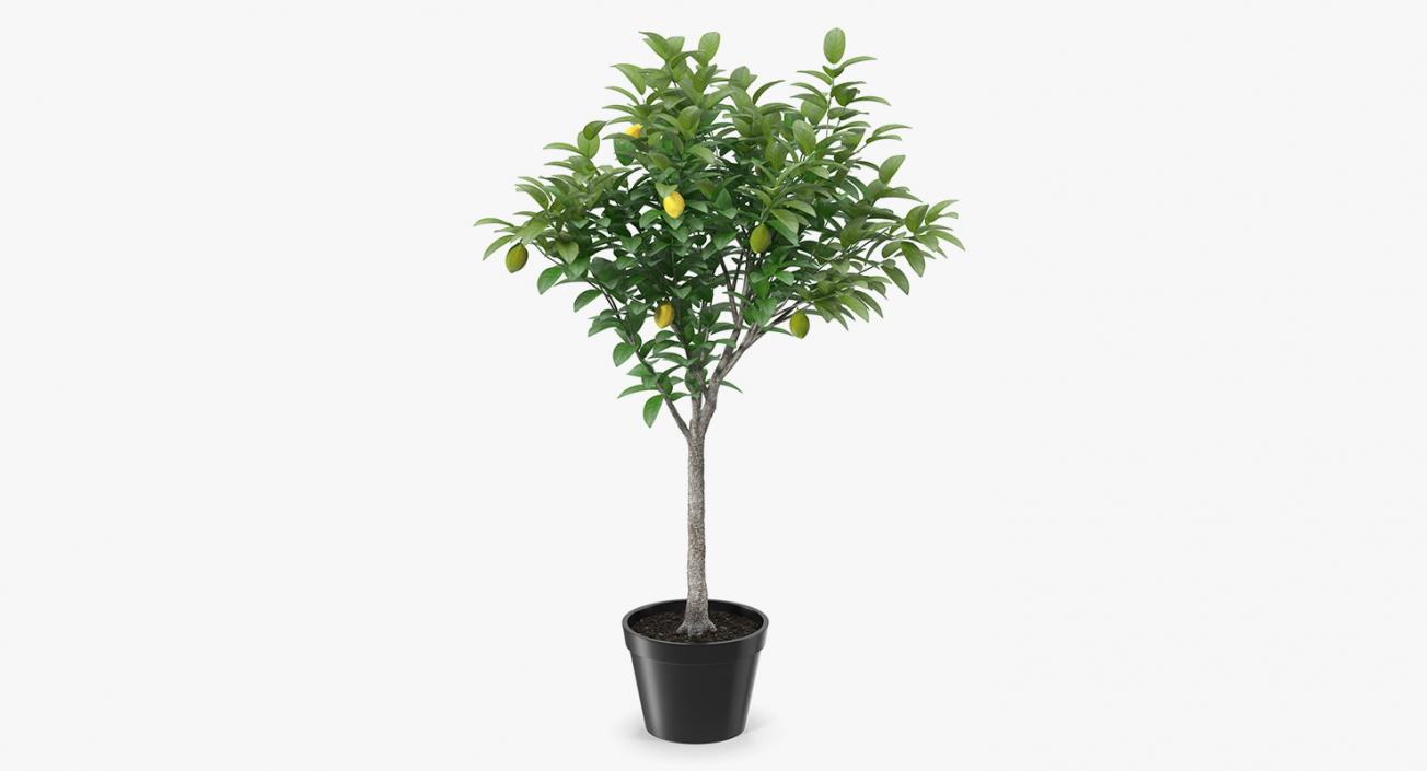 Potted Lemon Tree 3D