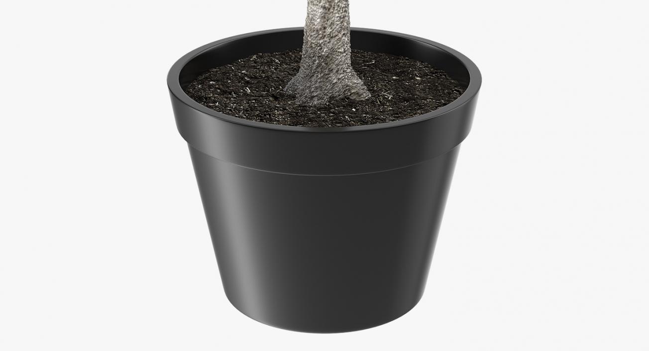 Potted Lemon Tree 3D