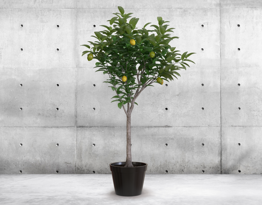 Potted Lemon Tree 3D