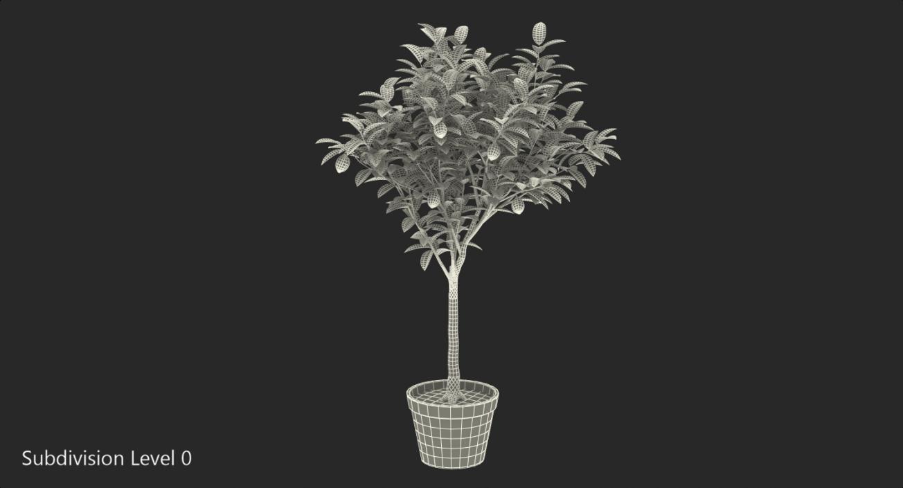 Potted Lemon Tree 3D