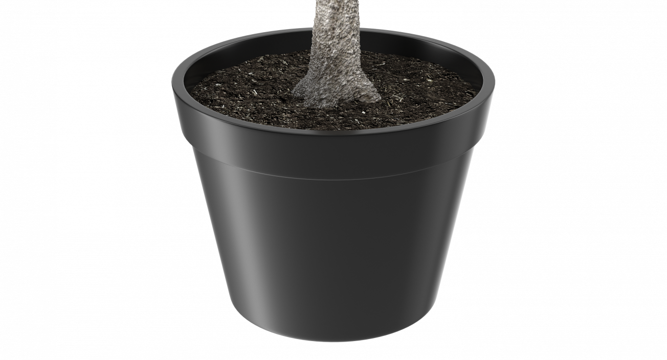 Potted Lemon Tree 3D