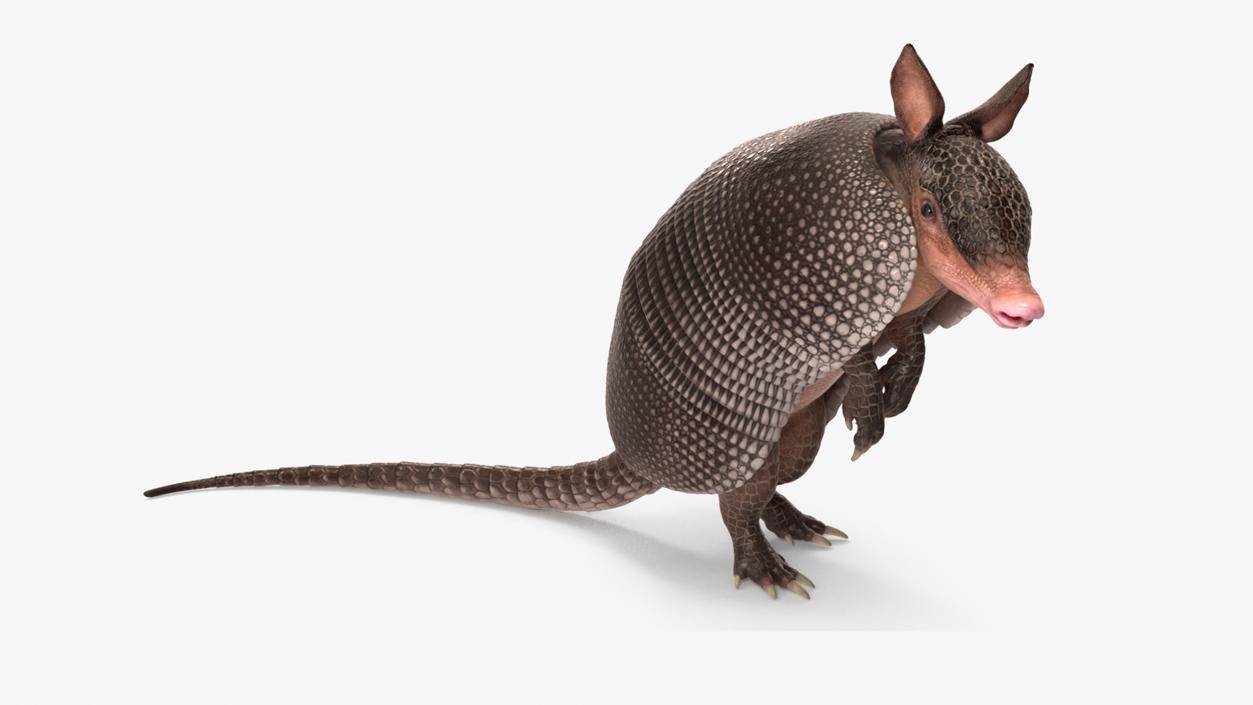 3D Armadillo Black Rigged for Cinema 4D