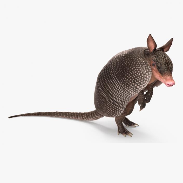 3D Armadillo Black Rigged for Cinema 4D