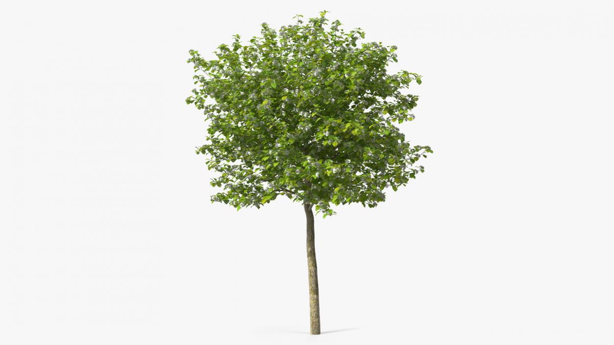 3D model Cockspur Hawthorn Small with Flower