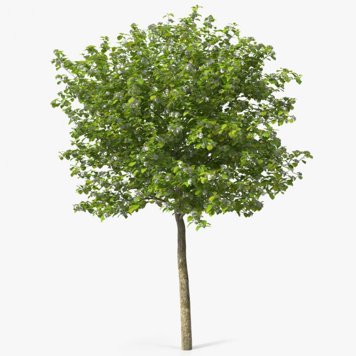 3D model Cockspur Hawthorn Small with Flower