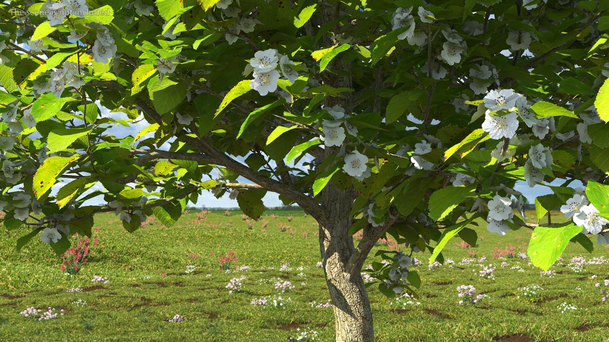 3D model Cockspur Hawthorn Small with Flower