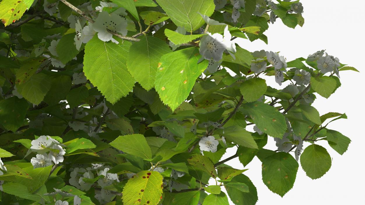 3D model Cockspur Hawthorn Small with Flower