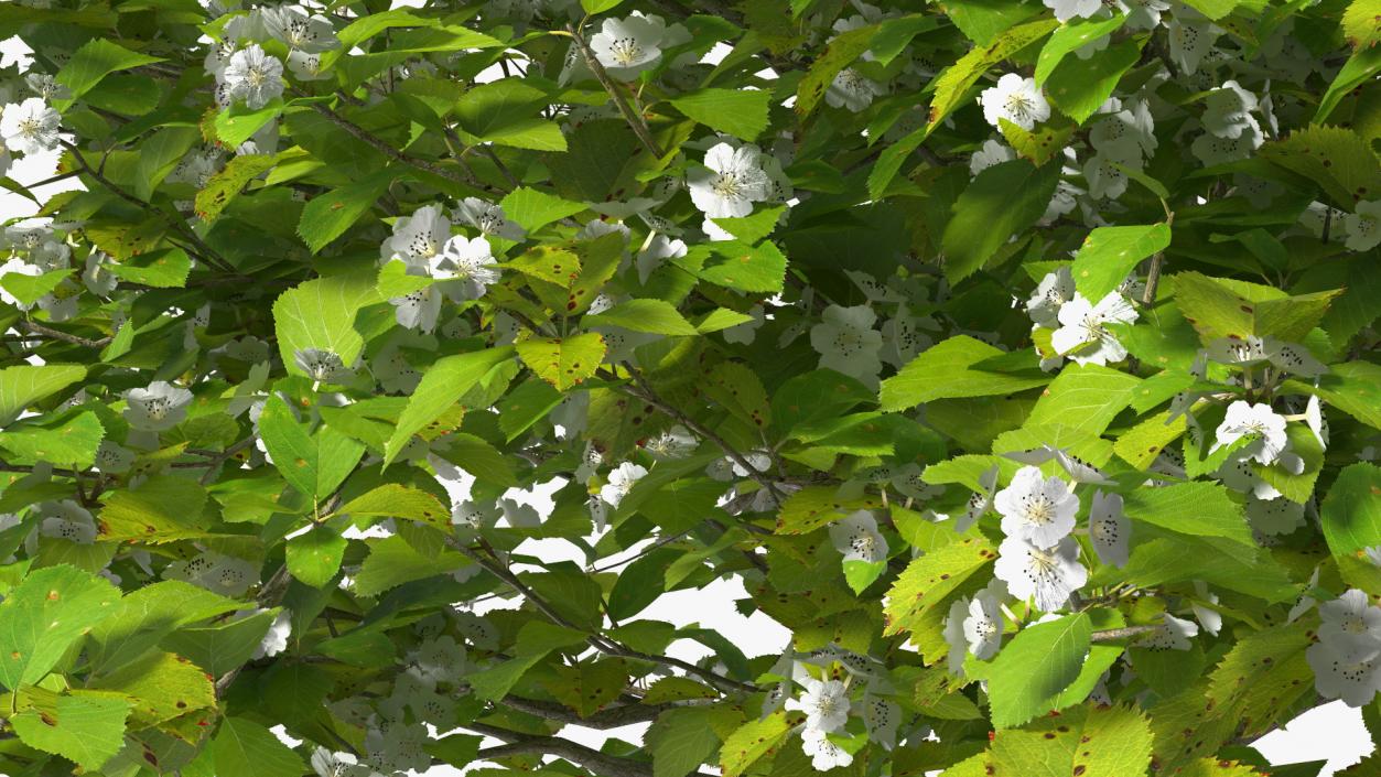 3D model Cockspur Hawthorn Small with Flower