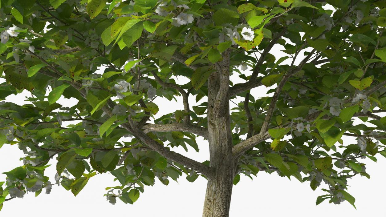 3D model Cockspur Hawthorn Small with Flower