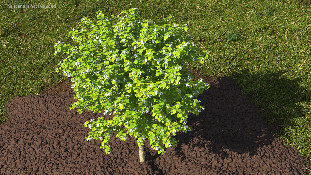 3D model Cockspur Hawthorn Small with Flower