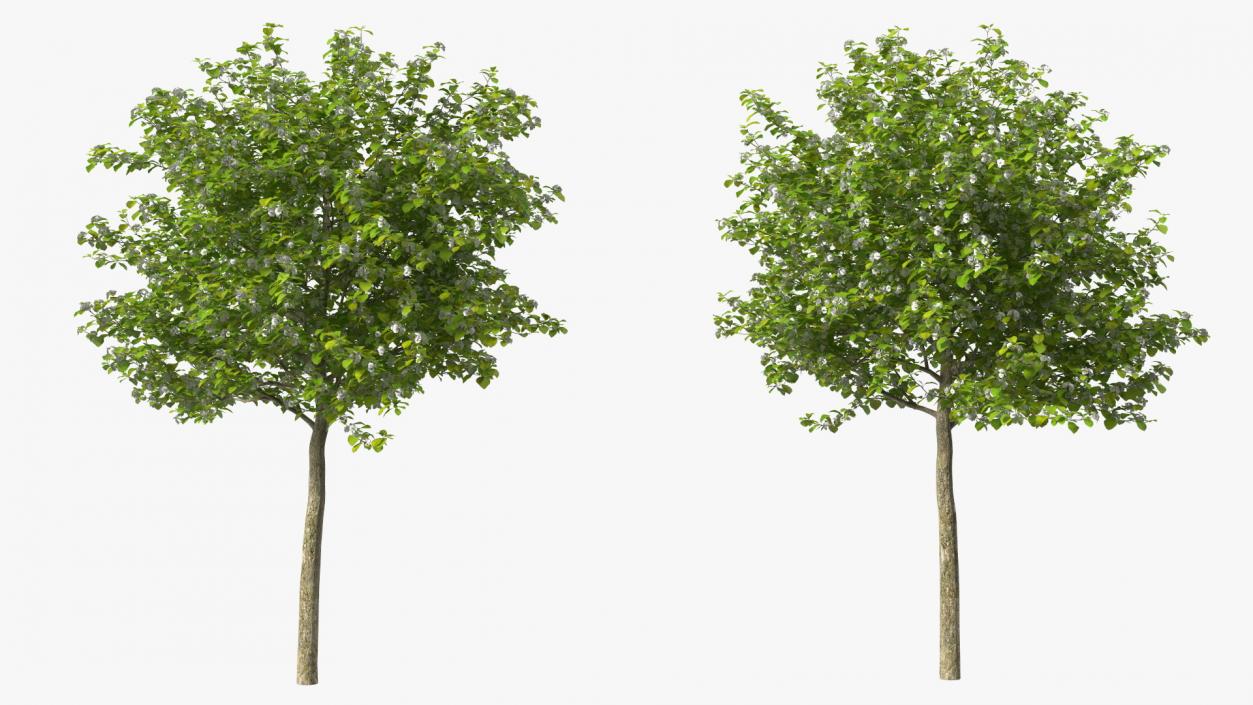 3D model Cockspur Hawthorn Small with Flower