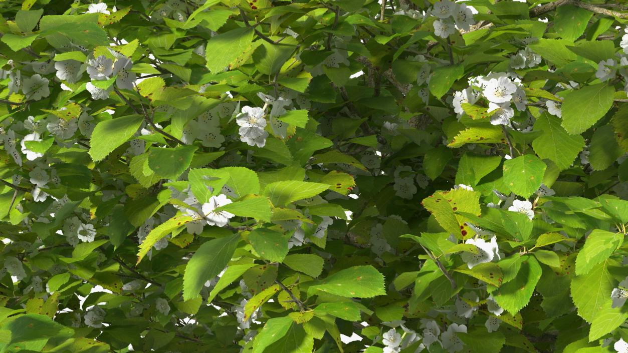 3D model Cockspur Hawthorn Small with Flower