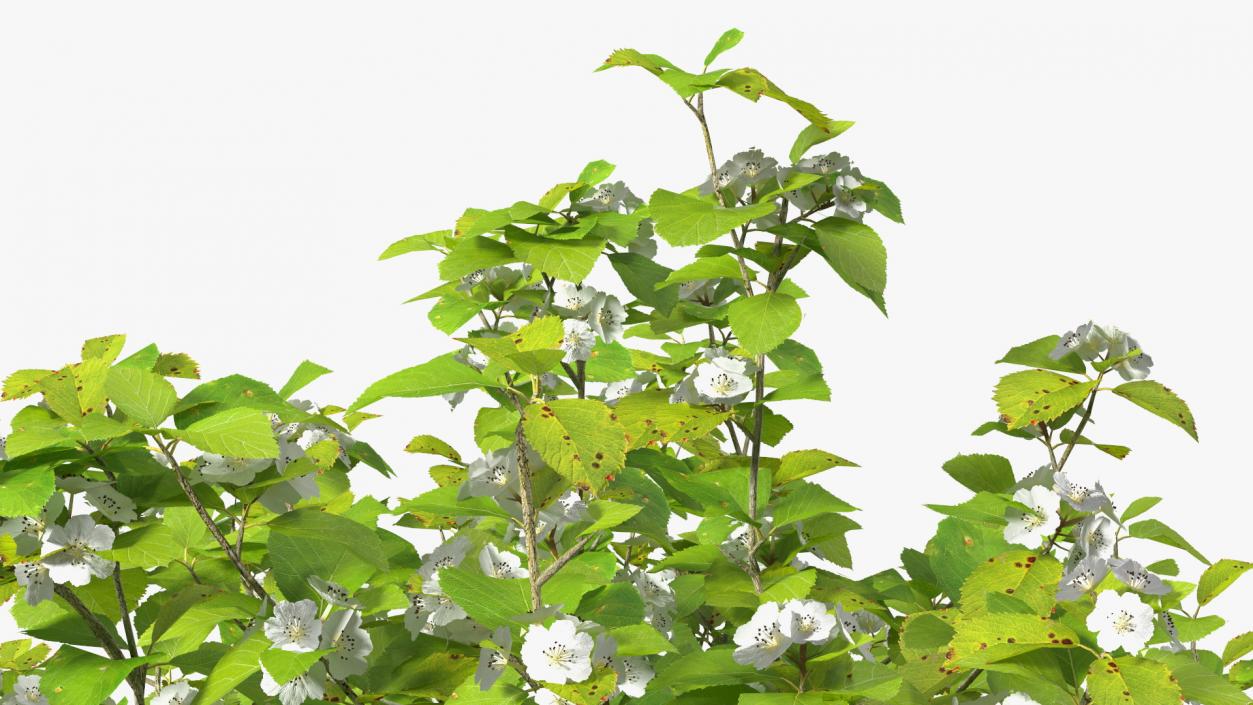 3D model Cockspur Hawthorn Small with Flower