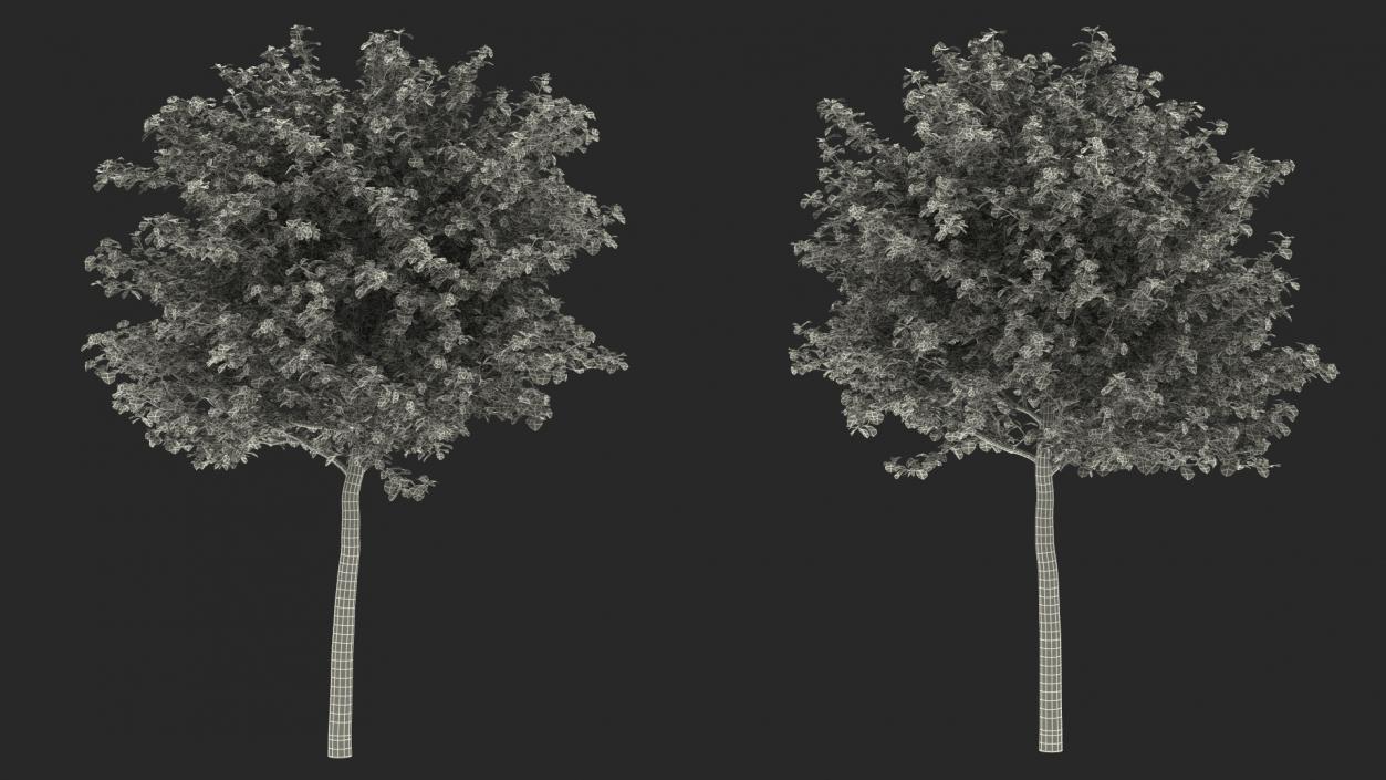 3D model Cockspur Hawthorn Small with Flower