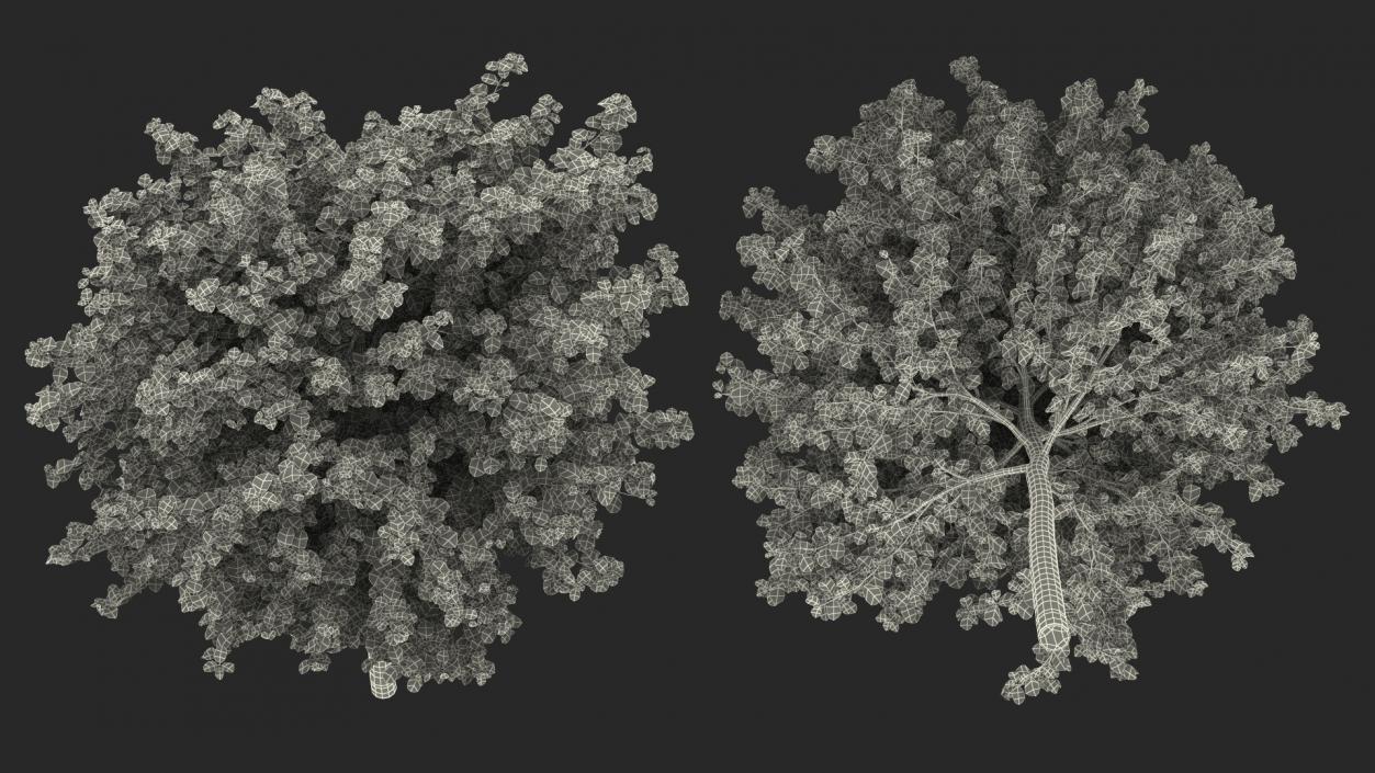 3D model Cockspur Hawthorn Small with Flower