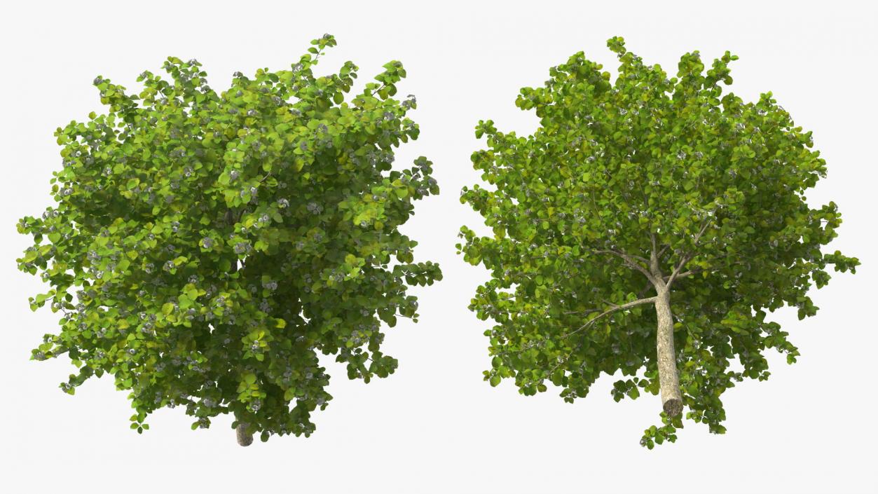 3D model Cockspur Hawthorn Small with Flower