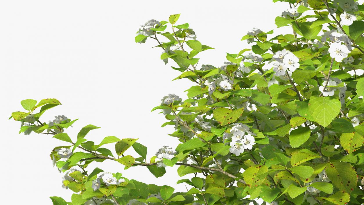 3D model Cockspur Hawthorn Small with Flower