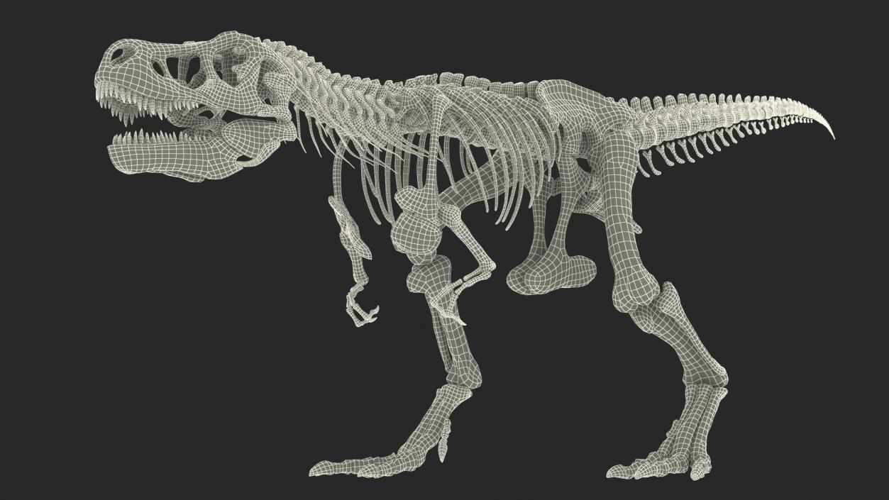 3D Tyrannosaurus Rex Skeleton Fossil Walking Pose