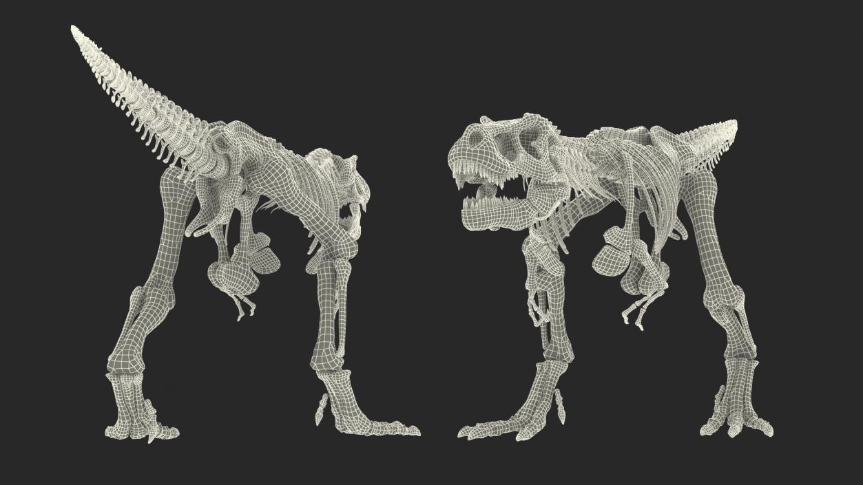 3D Tyrannosaurus Rex Skeleton Fossil Walking Pose