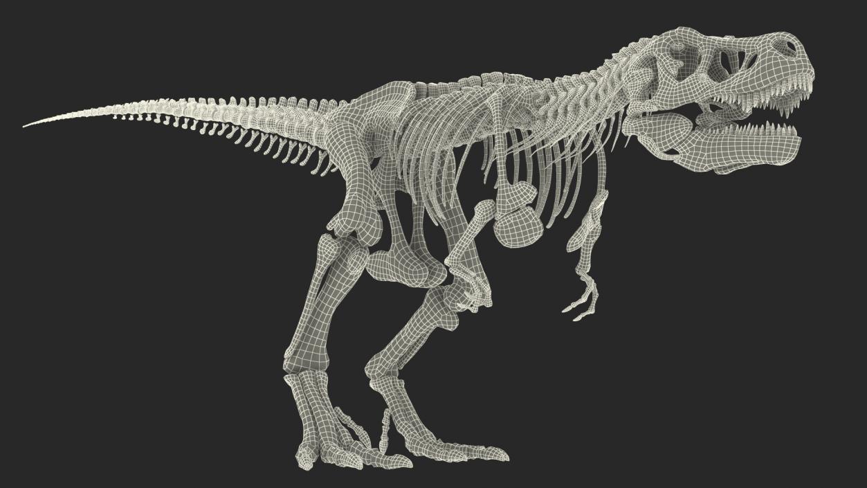 3D Tyrannosaurus Rex Skeleton Fossil Walking Pose