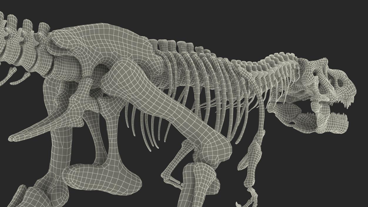 3D Tyrannosaurus Rex Skeleton Fossil Walking Pose