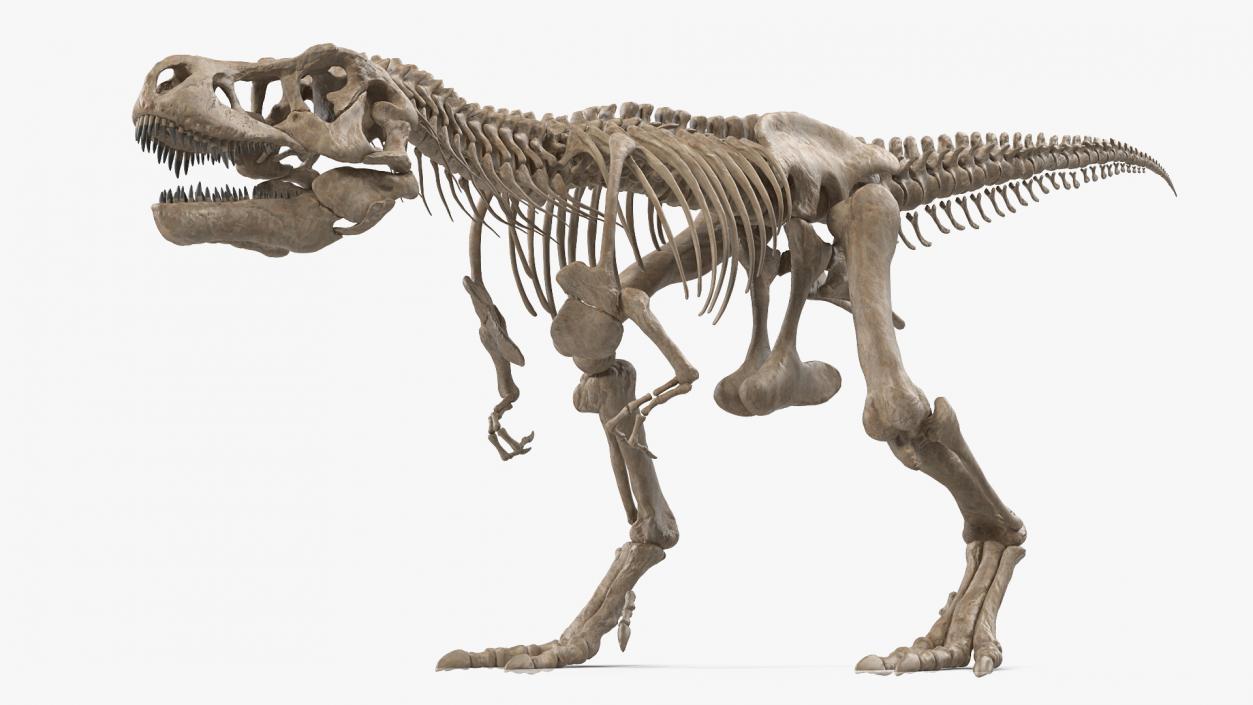 3D Tyrannosaurus Rex Skeleton Fossil Walking Pose