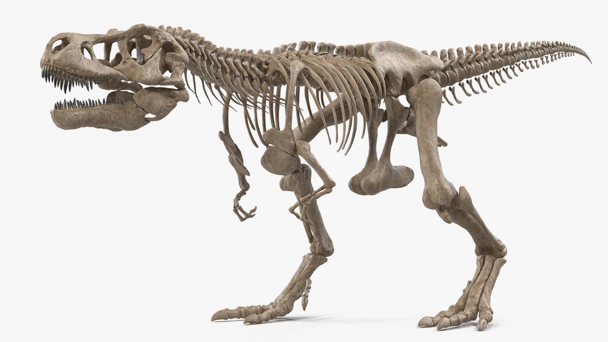 3D Tyrannosaurus Rex Skeleton Fossil Walking Pose