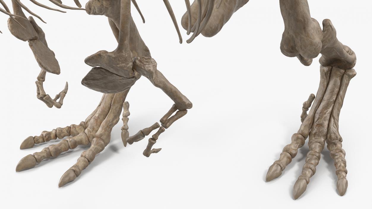 3D Tyrannosaurus Rex Skeleton Fossil Walking Pose