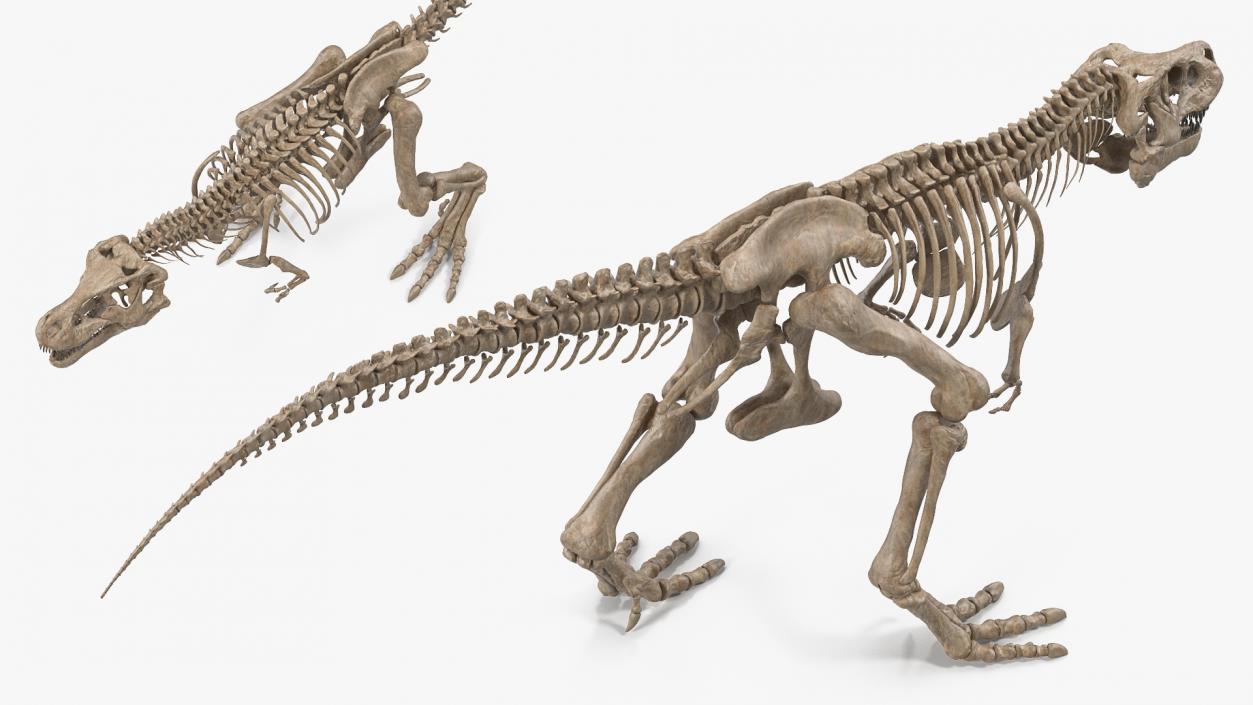 3D Tyrannosaurus Rex Skeleton Fossil Walking Pose